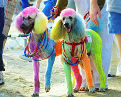 coloredpoodles.jpg