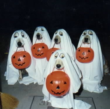 ghostdogs.jpg